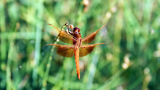 Dragonfly, Utah
